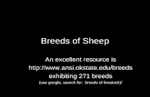 Breeds of Sheep An excellent resource is http://www.ansi.okstate.edu/breeds exhibiting 271 breeds (use google, search for: breeds of livestock)