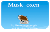 Musk oxen By Grant mcgunnigle and Holden margeson.