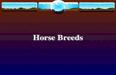 Horse Breeds. Pony Breeds American Walking Pony Pictures from http://www.ansi.okstate.edu/breeds/horses/ Originated in the United States Developed to.