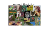 Animal Evolution. I. Animal traits A. Heterotrophic B. Mobile C. Lack cell walls D. Possess nerve and striated muscle.