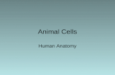 Animal Cells Human Anatomy. Animal Cells vs Other Eukaryotic Cells Plant Cells- contain rigid, mostly impermeable cell wall composed of cellulose, lignin,