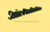 Lesson 2: Breeds of Swine