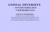 ANIMAL DIVERSITY  ~ INVERTEBRATES ~VERTEBRATES