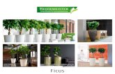 Ficus - indoor green Raumbegrأ¼nung Ficus amstel king Artstone vase Claire Ficus moclame Bark Vase Ficus