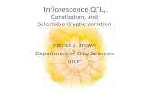 Inflorescence QTL, Canalization, and Selectable Cryptic ...imbgl. Inflorescence QTL, Canalization, and