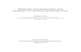 Molecular Characterization and Detection of Infectious ... Molecular Characterization and Detection
