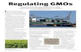 Regulating GMOs - Angus Regulating GMOs L ike it or not, genetically modified organisms (GMOs), genetically