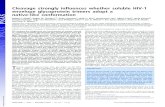 Cleavage strongly inï¬‚uences whether soluble HIV-1 envelope 2013-11-01آ  Cleavage strongly inï¬‚uences