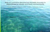 Kelp of Laminaria (Saccharina) thickets recovery in ... â€¢studies of environmental influence on life