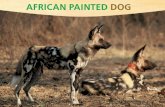 AFRICAN PAINTED DOG ENDANGERED BEAUTY Even painted dogs can't hide from habitat loss, farmers who fear
