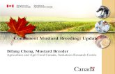 Condiment Mustard Breeding: Update 2019-01-21آ  Agronomic performance of the yellow mustard lines in