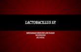 Lactobacillus Sp