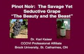 Pinot Noir: The Savage Yet Seductive Grape vineyard. Pinot Noir shows terroir more than any other variety