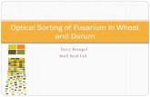 Optical Sorting of Fusarium in Wheat and Durum
