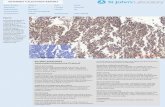 Immunohistochemistry Antibody Validation Report for Anti-Survivin Antibody (STJ95838)