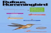 Rufous hummingbird
