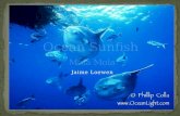 Ocean Sunfish â€œ Mola Mola â€‌