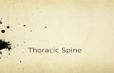 Thoracic Spine. Thoracic Cage Anterior Thoracic Cage Posterior