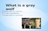 What is a gray wolf
