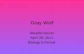Maddie Heizer, Gray Wolf, zero period