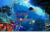 Coral Reefs!